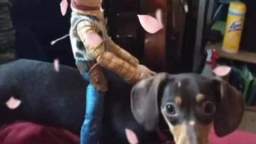 weiner dog