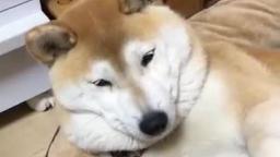 shibe doesnt like turtle