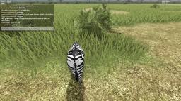 Zebra hunt