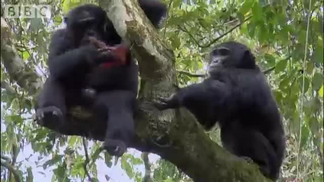 Violent chimpanzee attack - Planet Earth - BBC wildlife