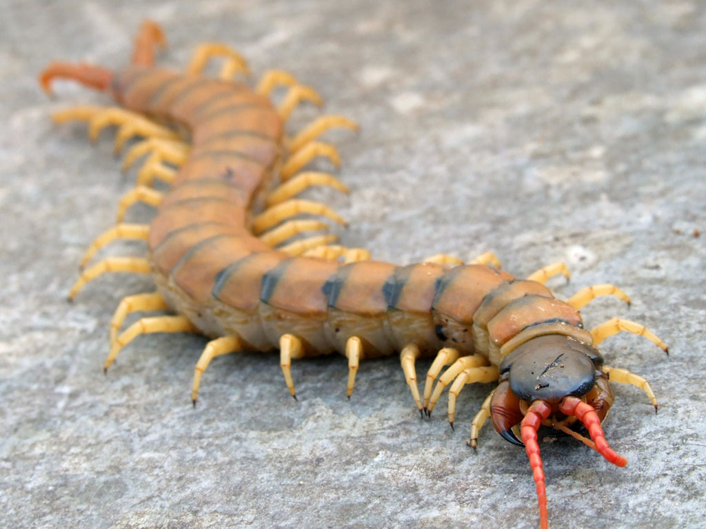 Crimean centipede.