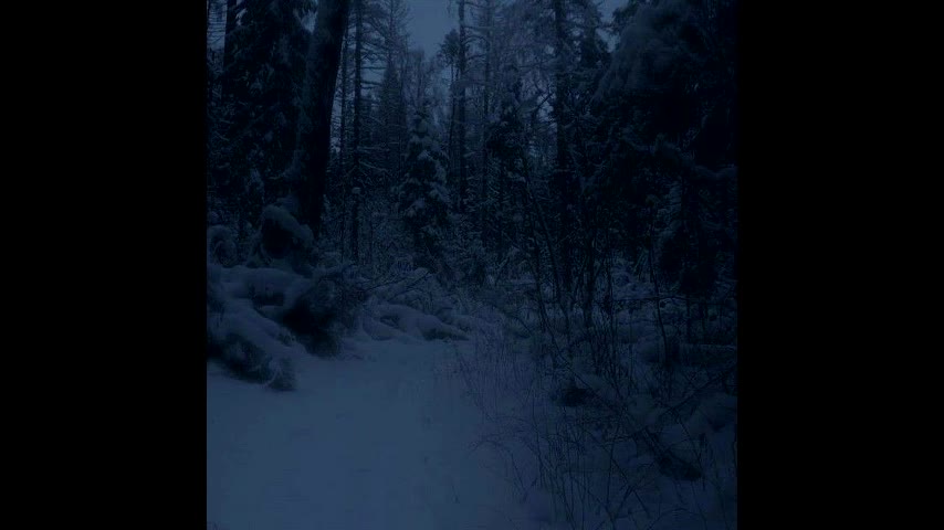 The Pines - Nobody {Demo}