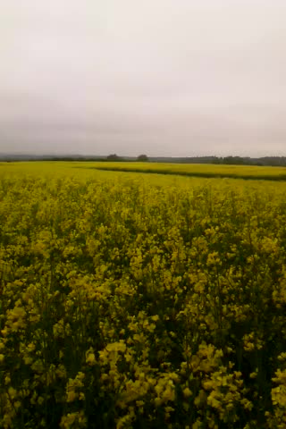 Uly Land Part 1