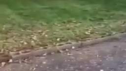 kid fucking dies