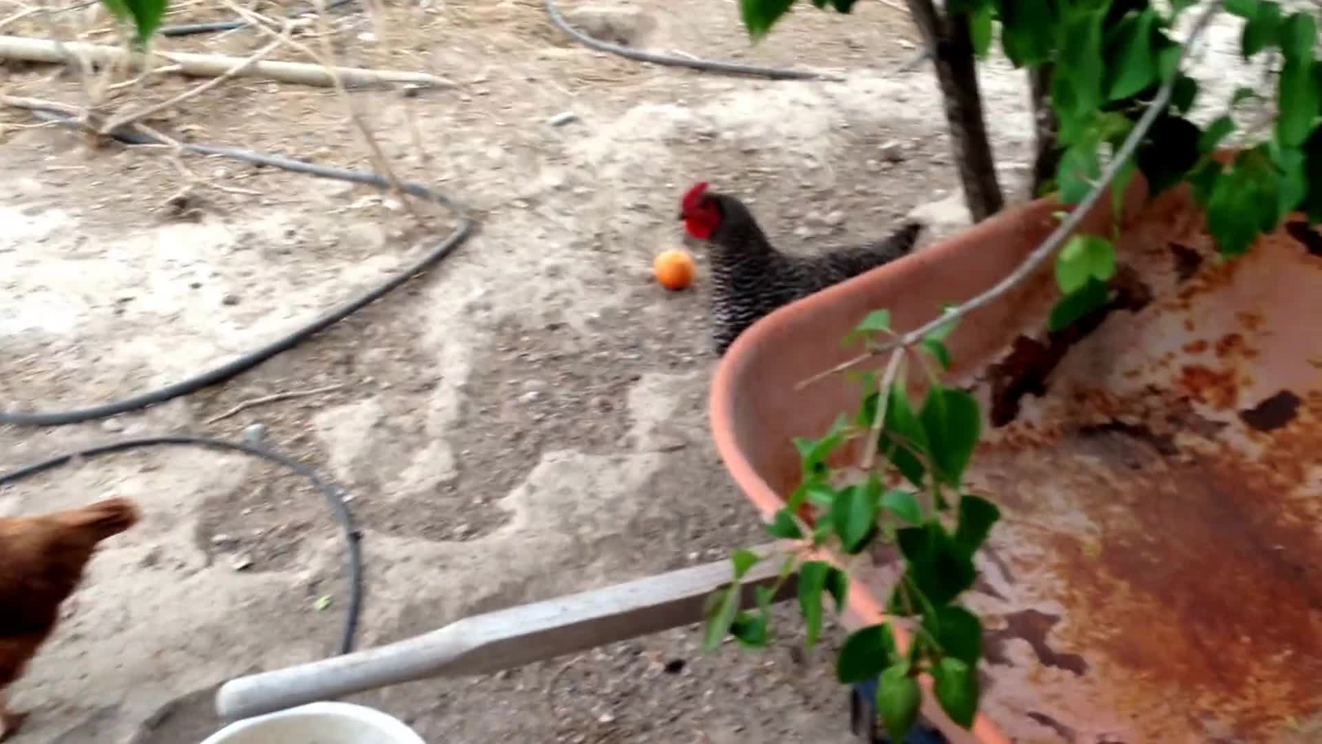 My broody attack chicken (HD)