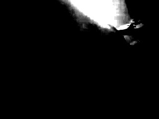 jimsonweed jimsonweed