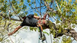 TreeNewal Climbing Crew Pruning Dead and Diseased Wood - Sustainable Tree Care