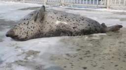 seal seal