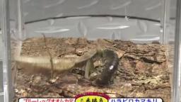 Japanese Bug Fights: Blue Leg Giant Centipede vs. Harabiro Mantis (S02E03 & S02E04)
