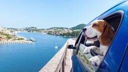 Travelling with Your Canine Companion