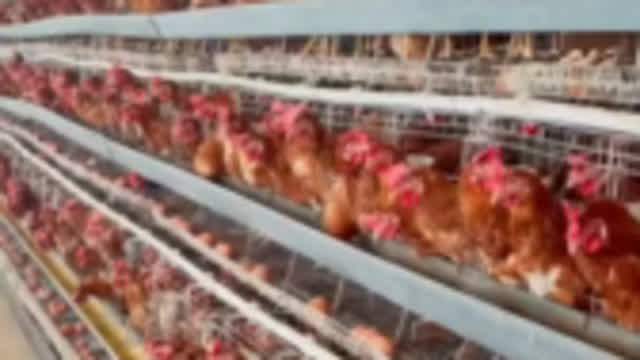 The poultry industry of egg laying hens