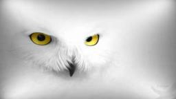 Supervision. -