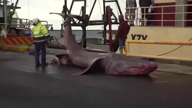 В Австралии поймана редкая гигантская акула