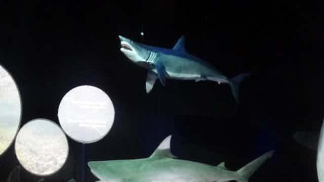 Newport Aquarium 2025