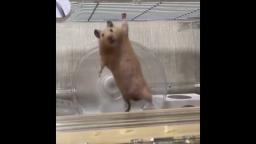 HL Hamster