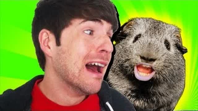 CHARLIE THE DRUNK GUINEA PIG 3