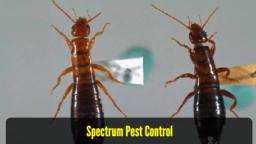 Pest Control Pittsburgh - Spectrum Pest Control (412) 532-1380