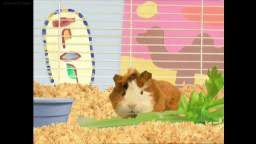 Wonder Pets - Save the Camel!