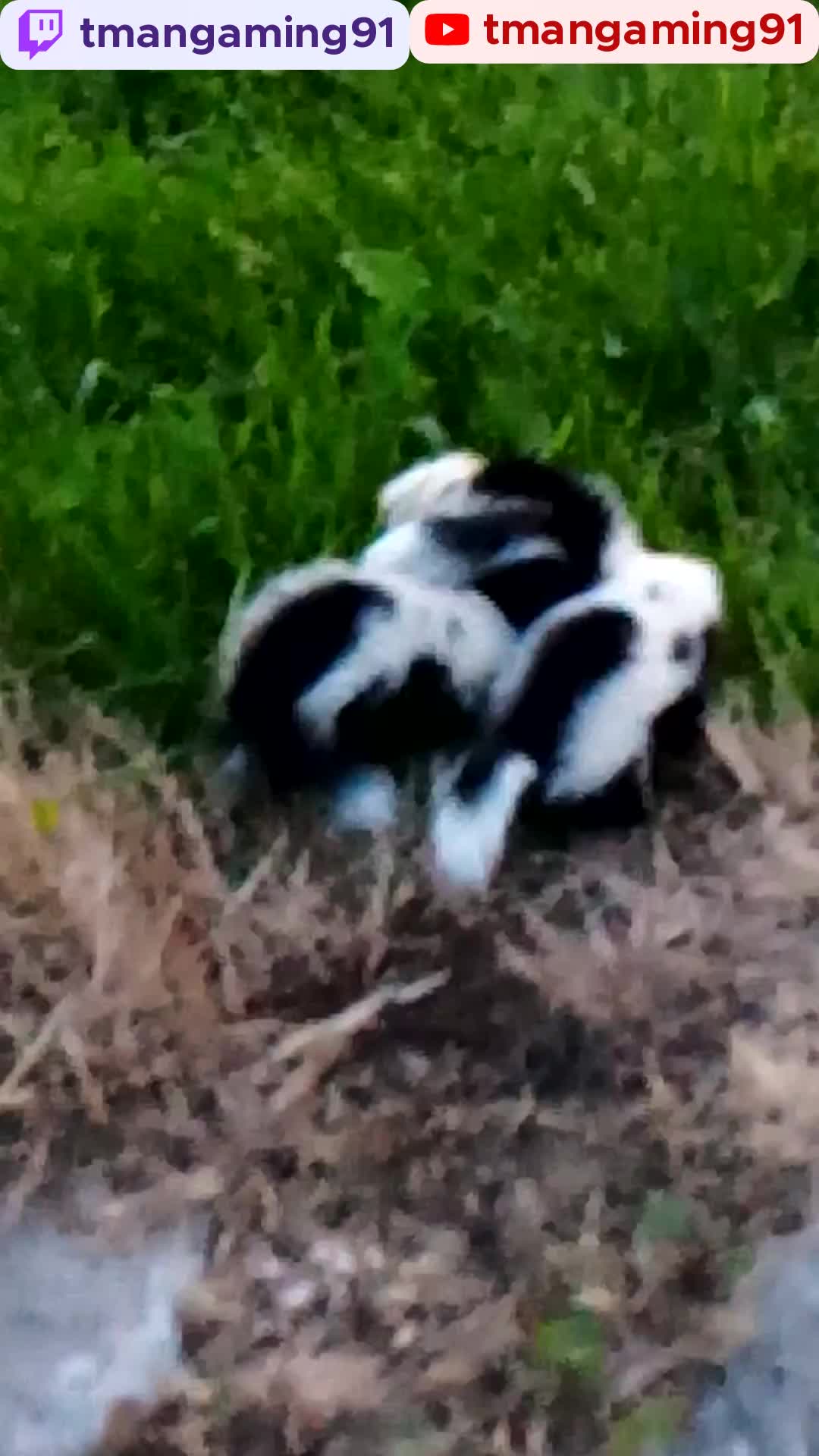 Wild Baby Skunks