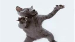 cat dances hamter dance!!!.3gp