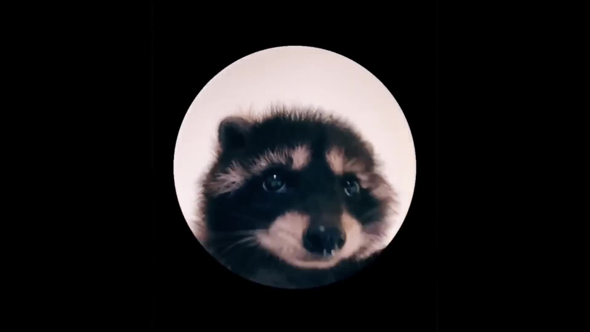 L’ape Maia Pedro Pedro