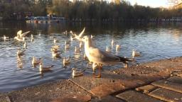 Seagulls in Kunming, China.