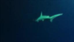 real hammerhead shark hours