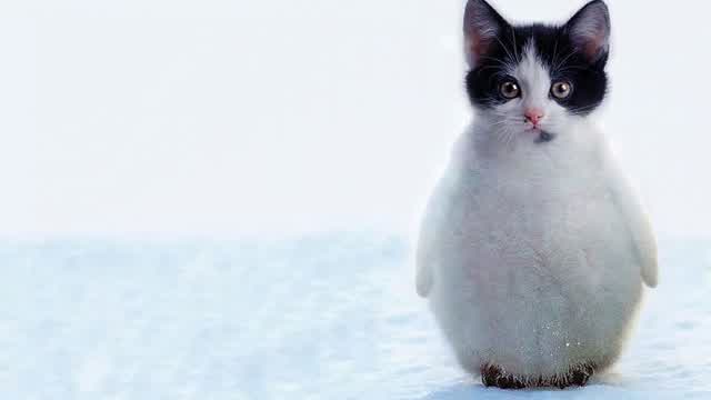 Emotional Catguin Slideshow