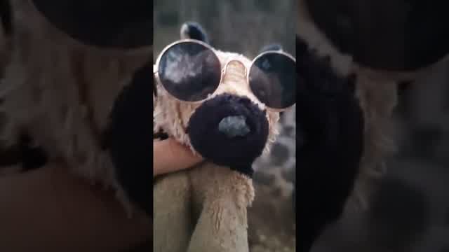 ¿Un Puesto de Guajolotes en una Zona Rica? ¿Un Puesto de Guajolotes en una Zona Rica?