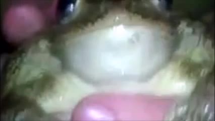 frog