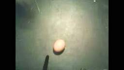 EGG