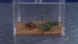 Japanese Bug Fights: Giant Hornet vs. Grasshopper (S01E27)