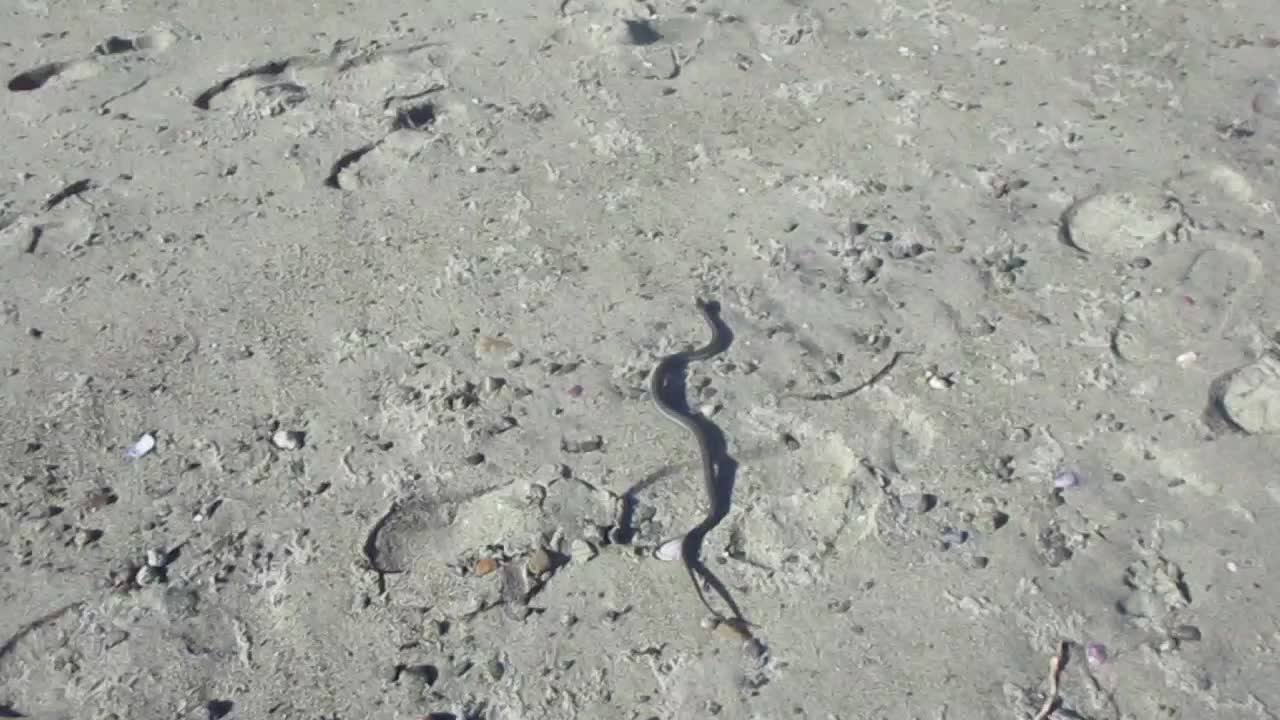 Childhood Videos #6 - Garter Snake on Beach Childhood Videos #6 - Garter Snake on Beach