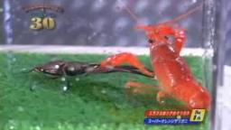 Japanese Bug Fights: Elephas Stag Beetle vs. Super Orange (S01E08)