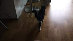 Cat Emili in Elsbethen