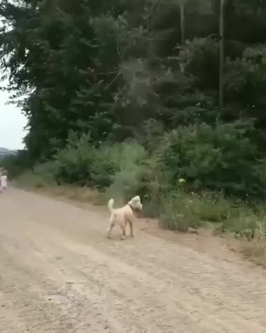 Dog VS Dust Devil