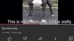 my_dream_dog