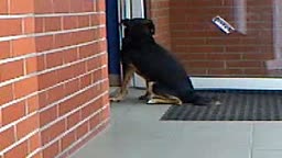 Funny dog