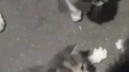 Mis gatos peleando con música de Linkin Park de fondo