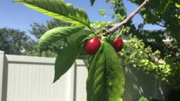 Cherries on a tree - Recorded on June 16, 2022, at 3:35PM MT