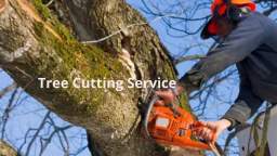 Certified Tree Experts | Tree Cutting Service in Loganville, GA