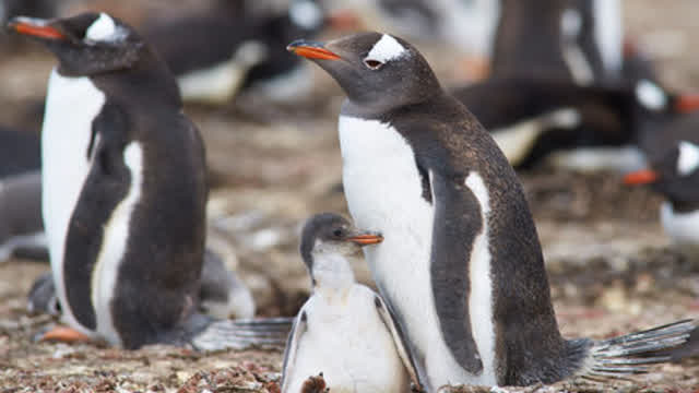 OBEDECE AL PINGÜINO