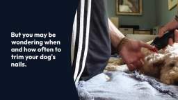 When to Trim Your Dogs Nails
