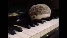 Hedgehog (funny)