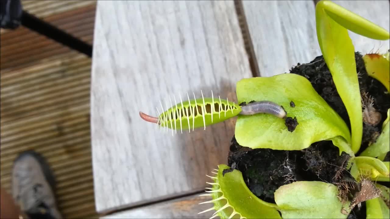 Worm Vs Venus Flytrap!