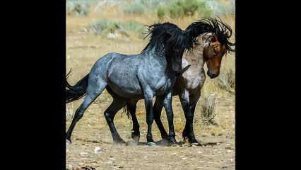 i like horses