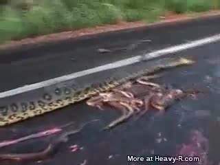 gruesome anaconda accident heavy-r.com