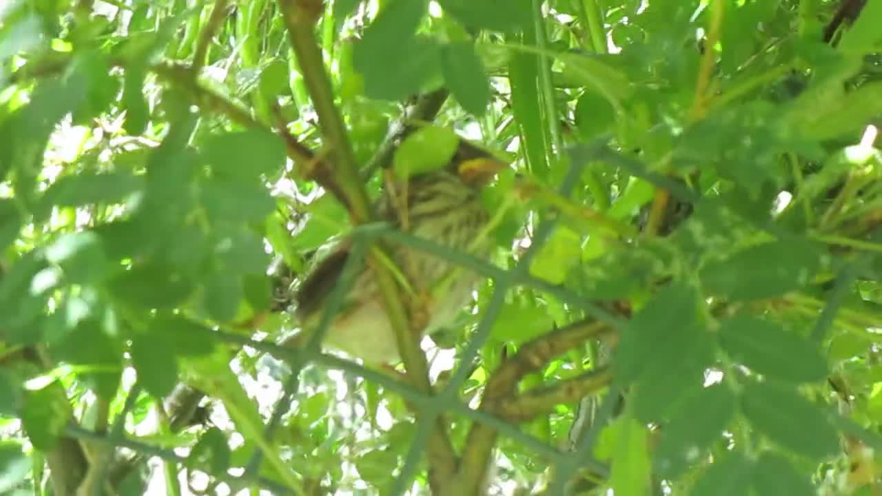 Childhood Videos #7 - Baby Bird