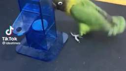 Parrot that has been trained to put cigarettes in bin