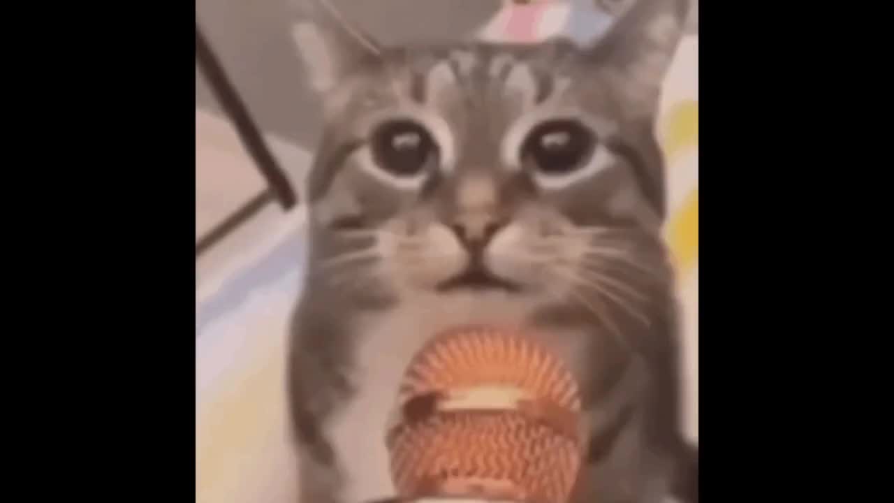 Wywiad z rasistowskim kotem
